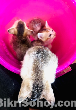 Baby kittens for adoption